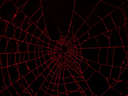 spider web in close up photography
