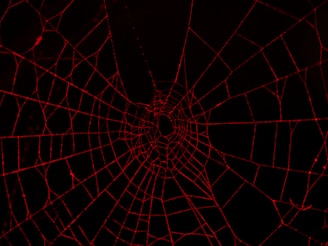 spider web in close up photography