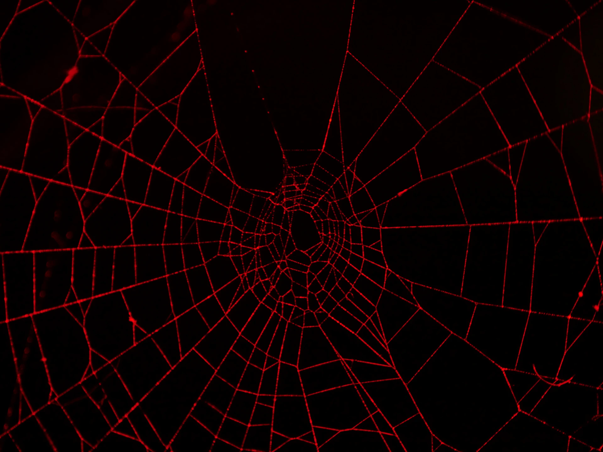 spider web in close up photography