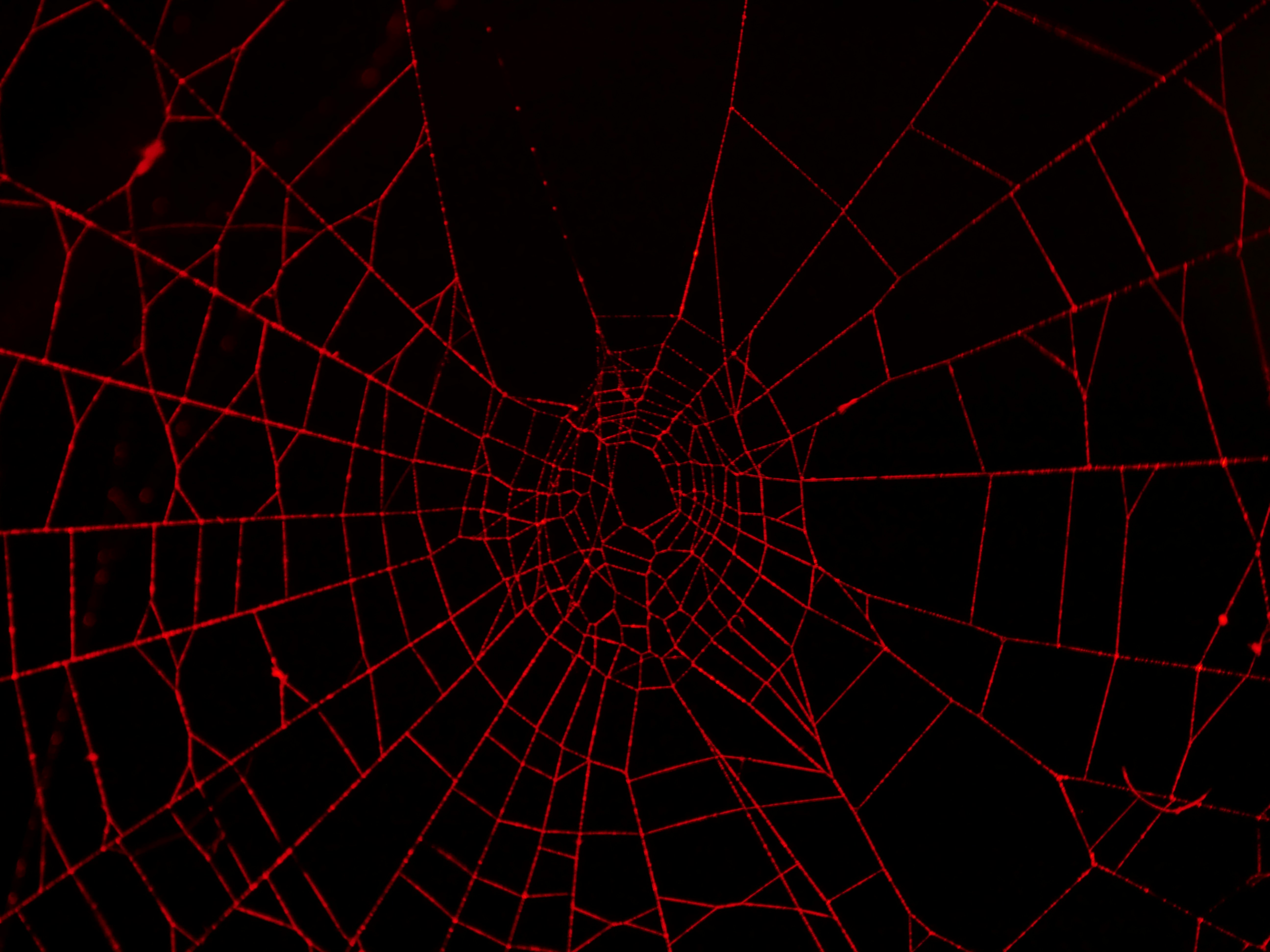 spider web in close up photography