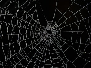 spider web in close up photography