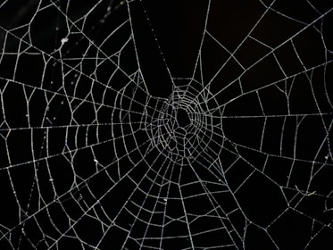 spider web in close up photography