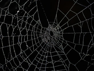 spider web in close up photography