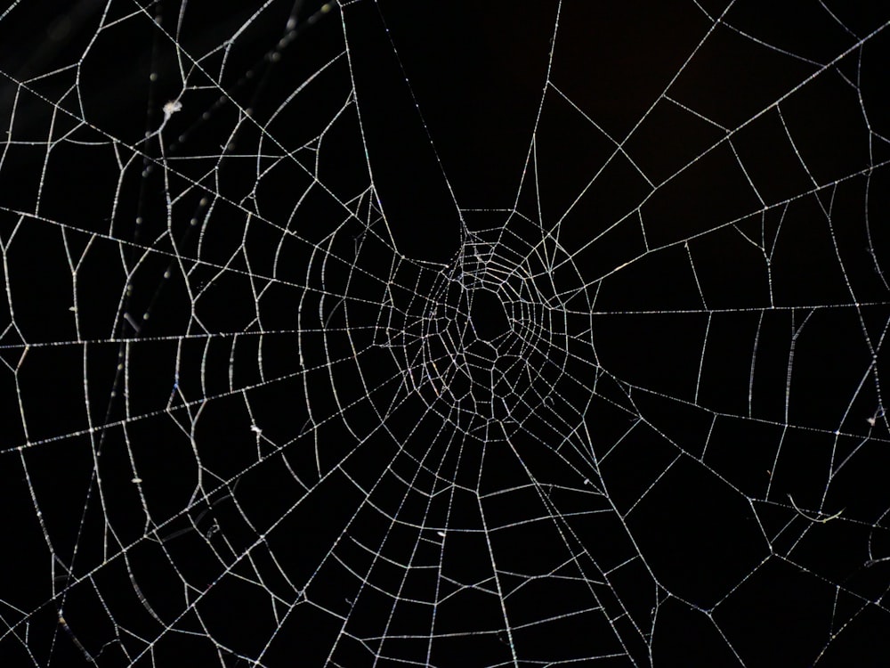 spider web in close up photography photo – Free Image on Unsplash