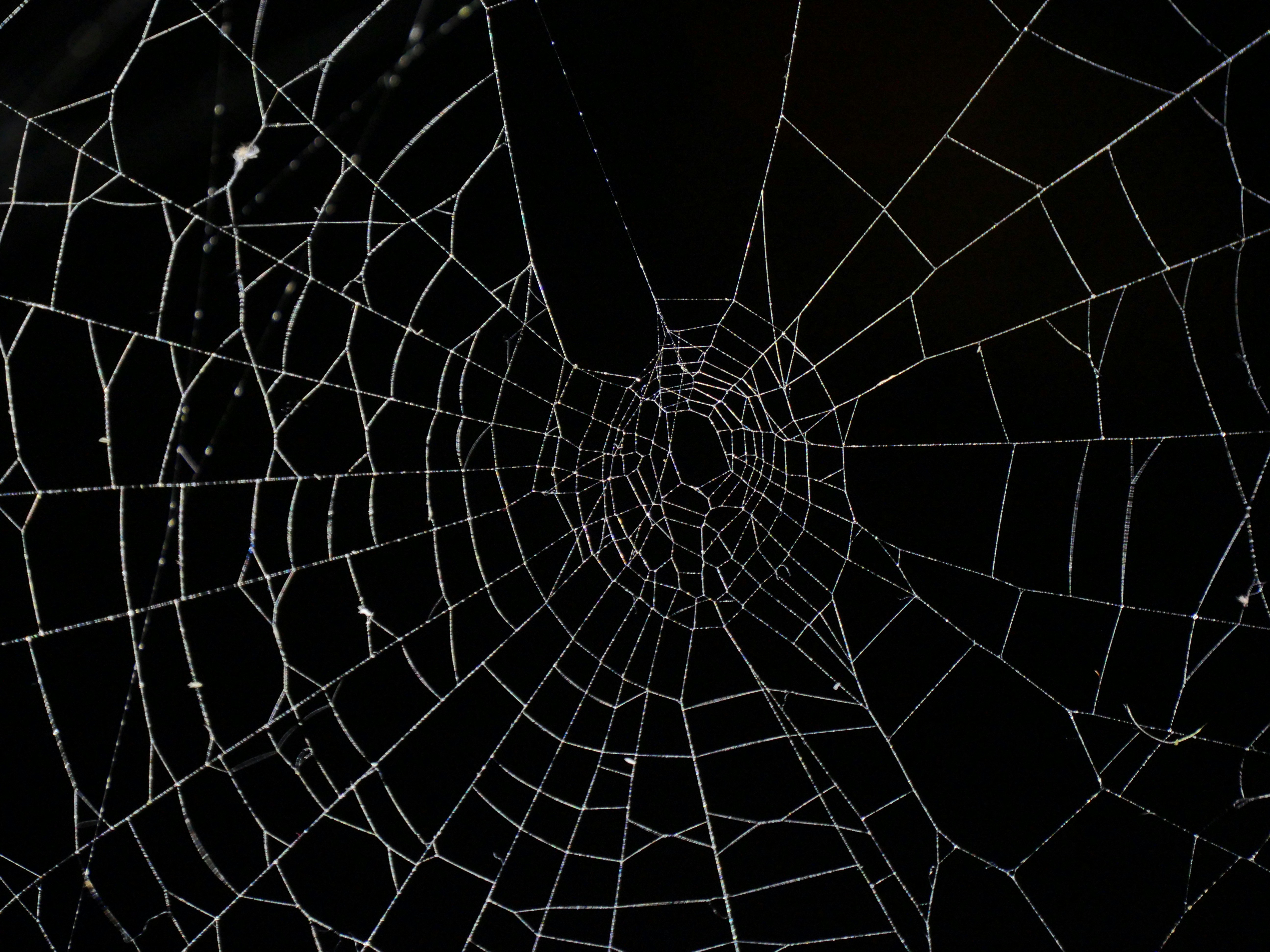 spider web in close up photography