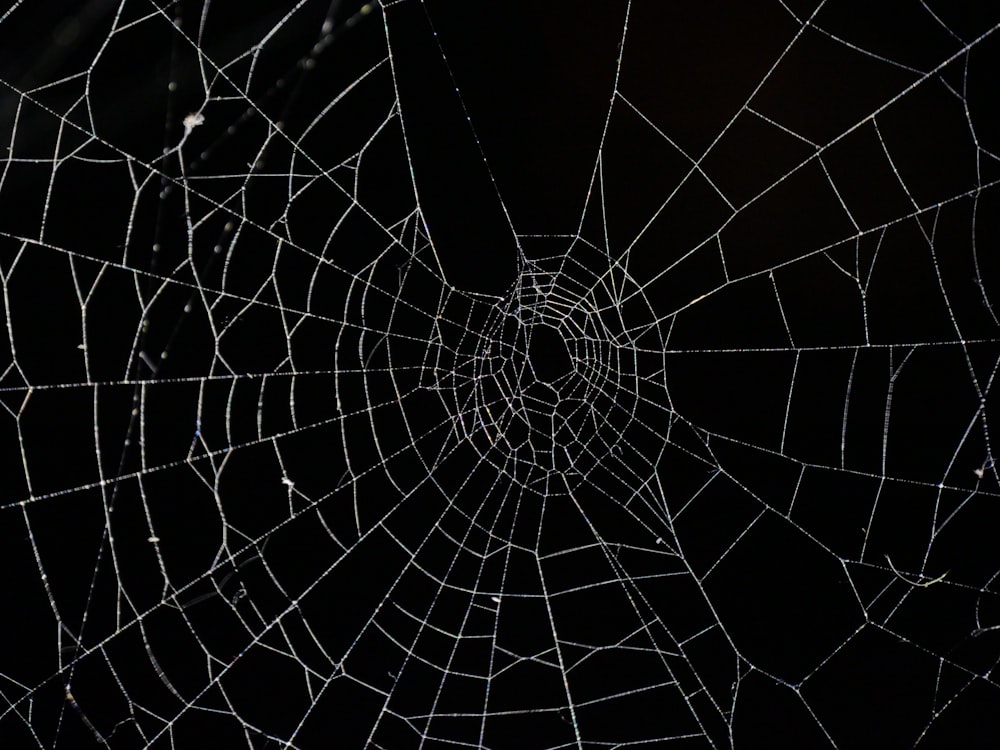 spider web in close up photography