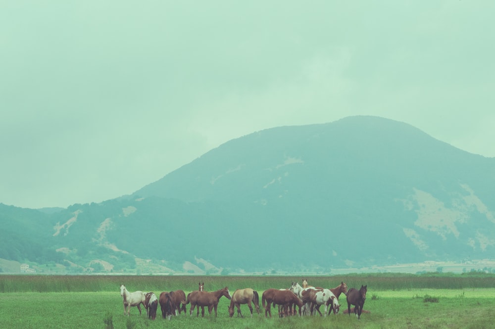 chevaux sur un champ d’herbe verte près de Green Mountain pendant la journée