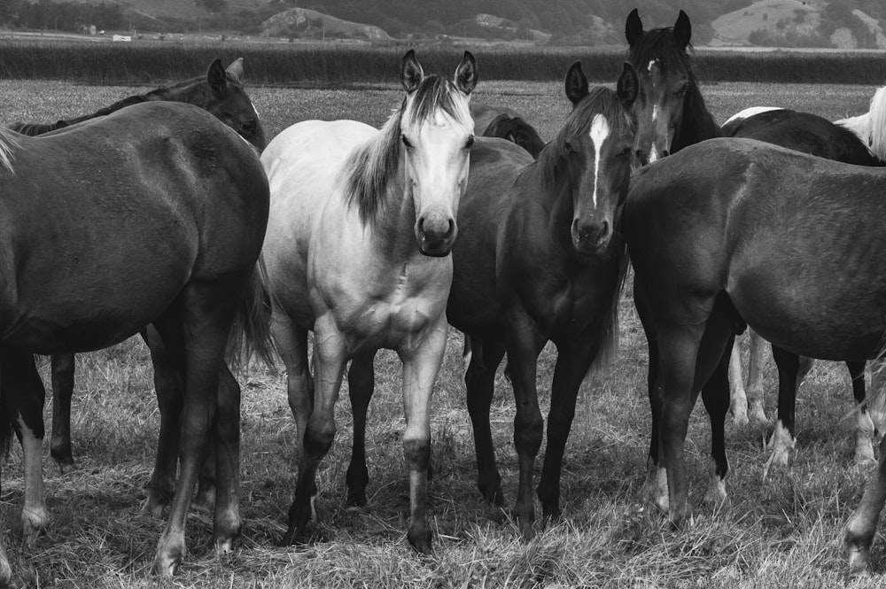 grayscale photo of 2 horses on grass field