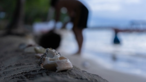 A close-up of seashells and footprints in the soft white sand along Venice Beach.
