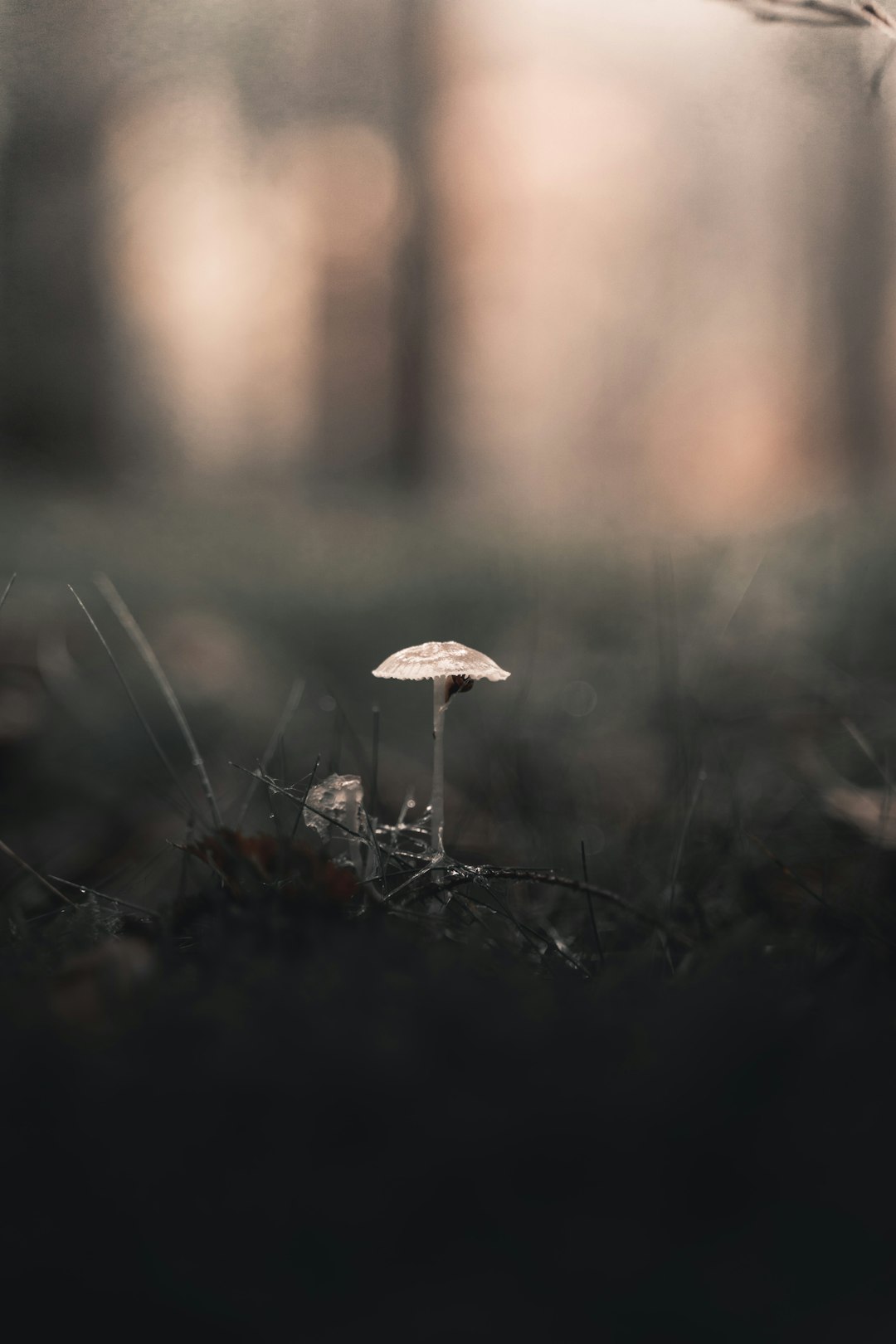 white mushroom in tilt shift lens