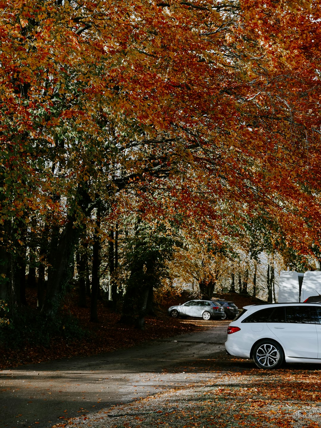 white sedan parked near brown trees during daytime