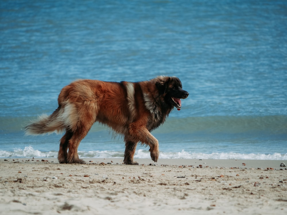 brown and black long coated dog on white sand near body of water during daytime