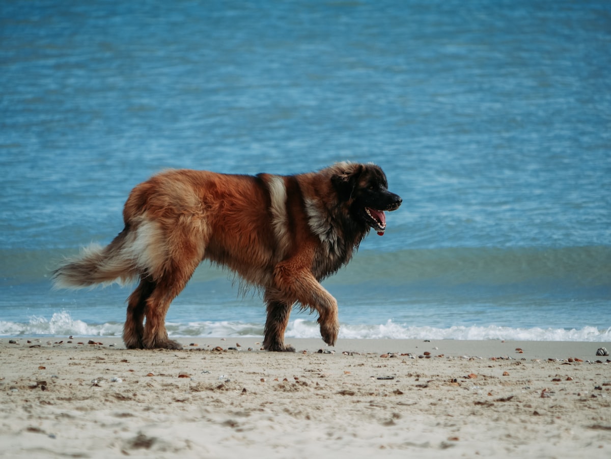 A dog and its owner training together in the park
