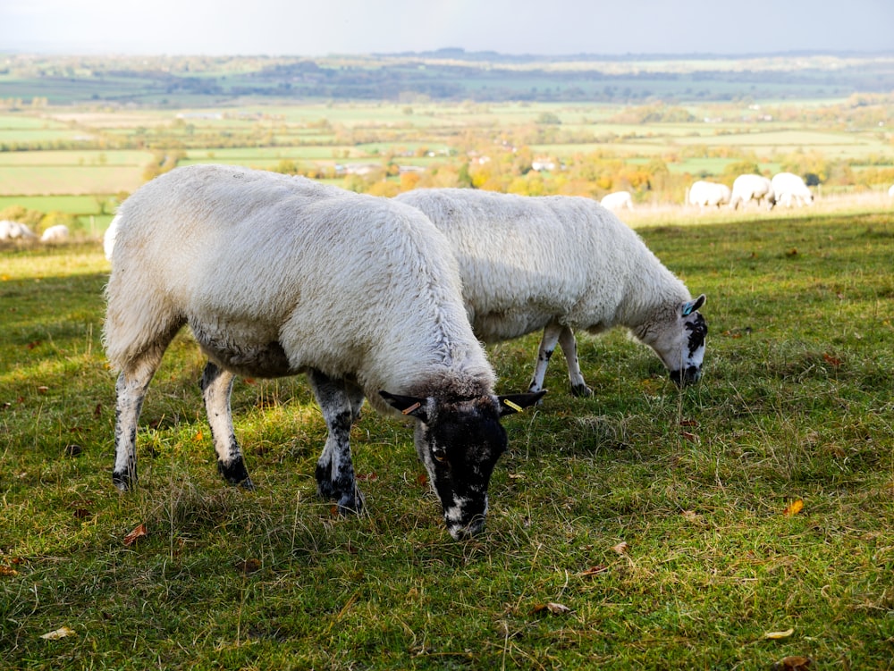 昼間の緑の草原に白と黒の羊