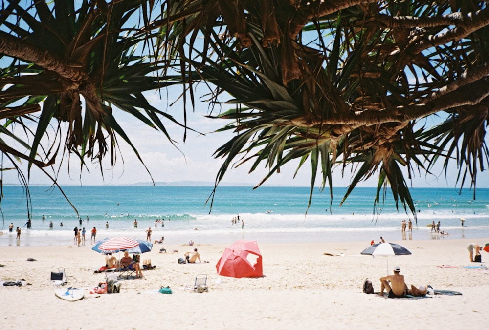 people on beach during daytime