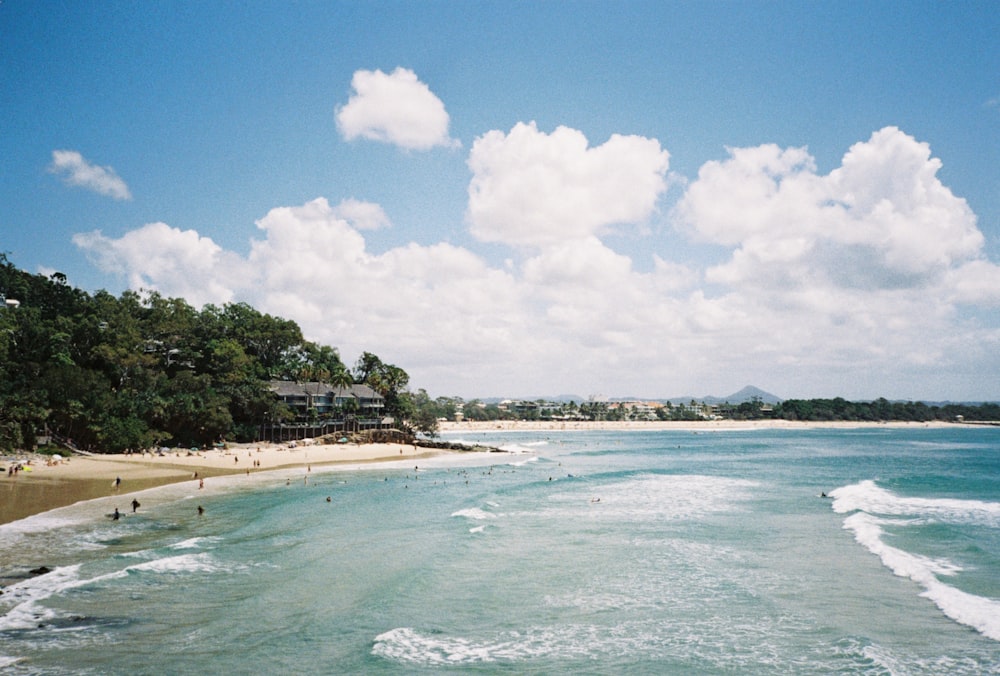 green trees on seashore during daytime