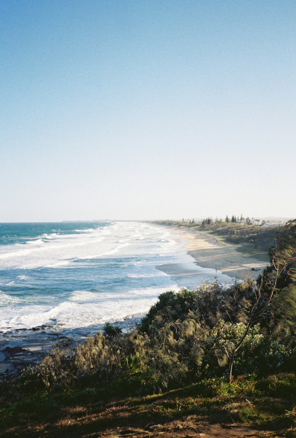 green trees near sea under white sky during daytime