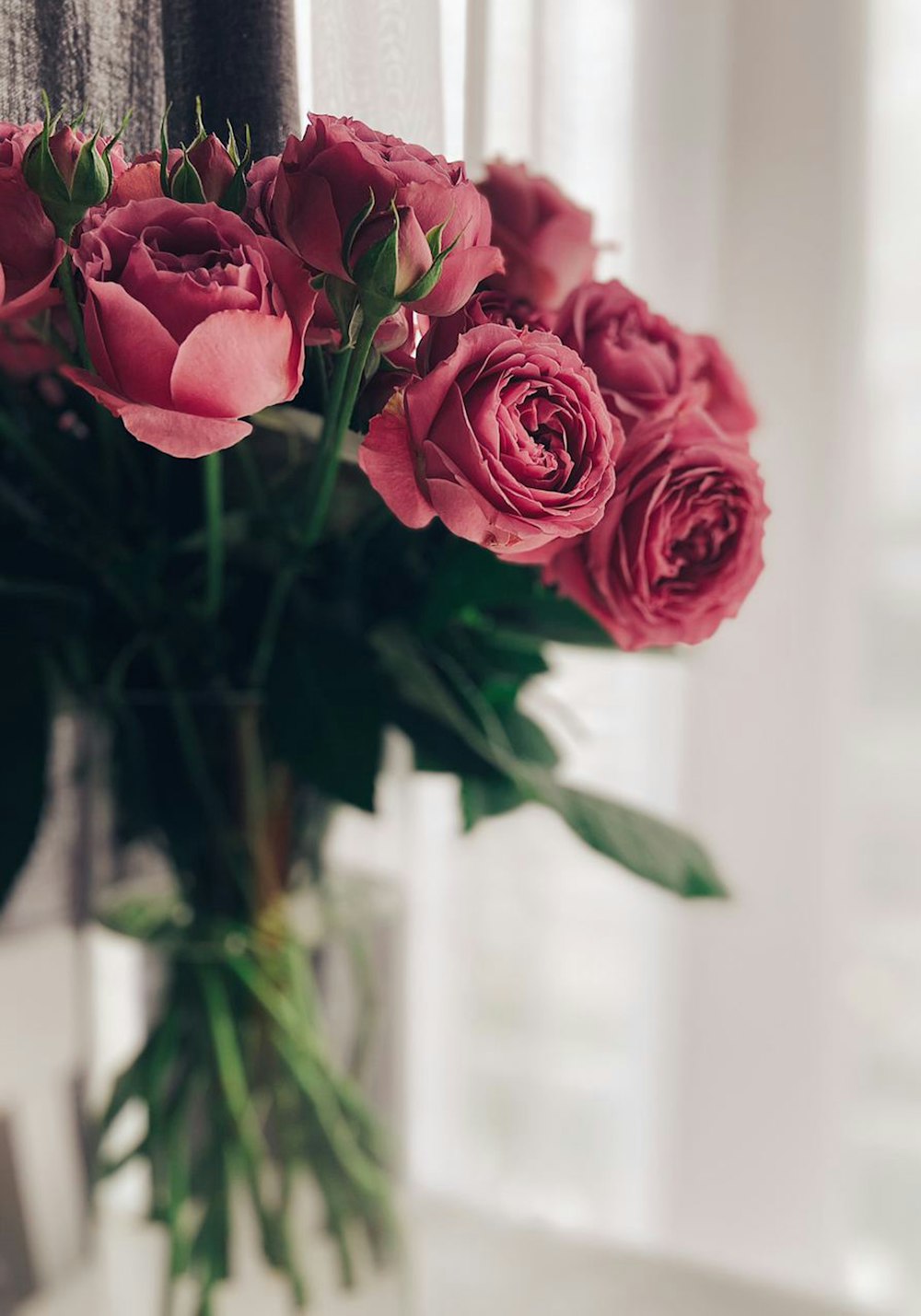 Pink roses in tilt shift lens photo – Free Flower Image on Unsplash