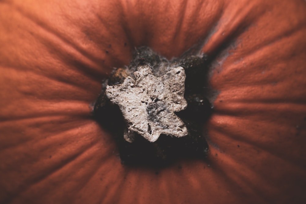 black and red dried leaves on orange pumpkin