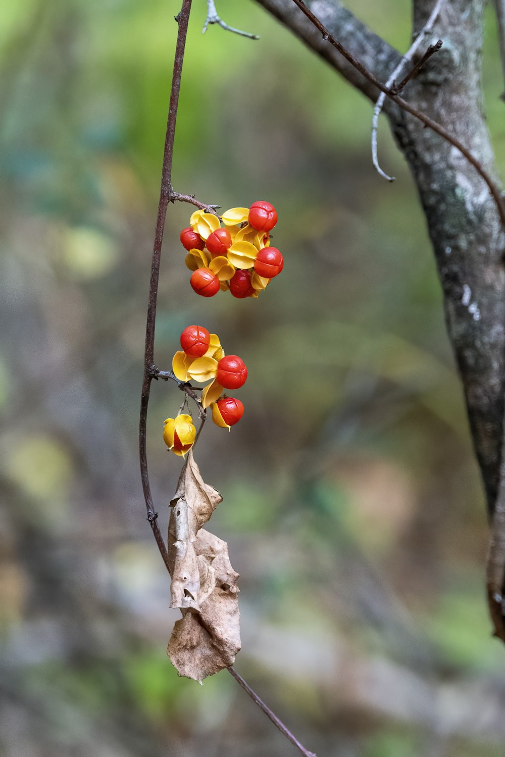 red and yellow round fruits on brown tree branch