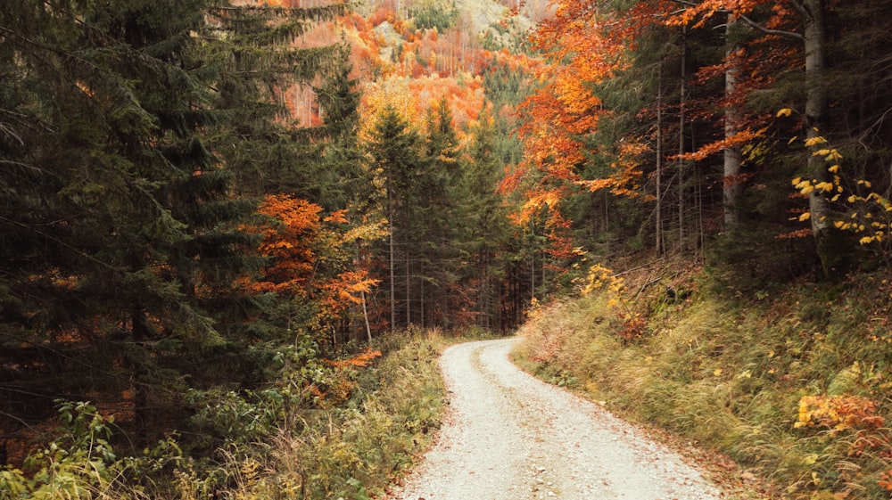 gray dirt road between green and brown trees during daytime