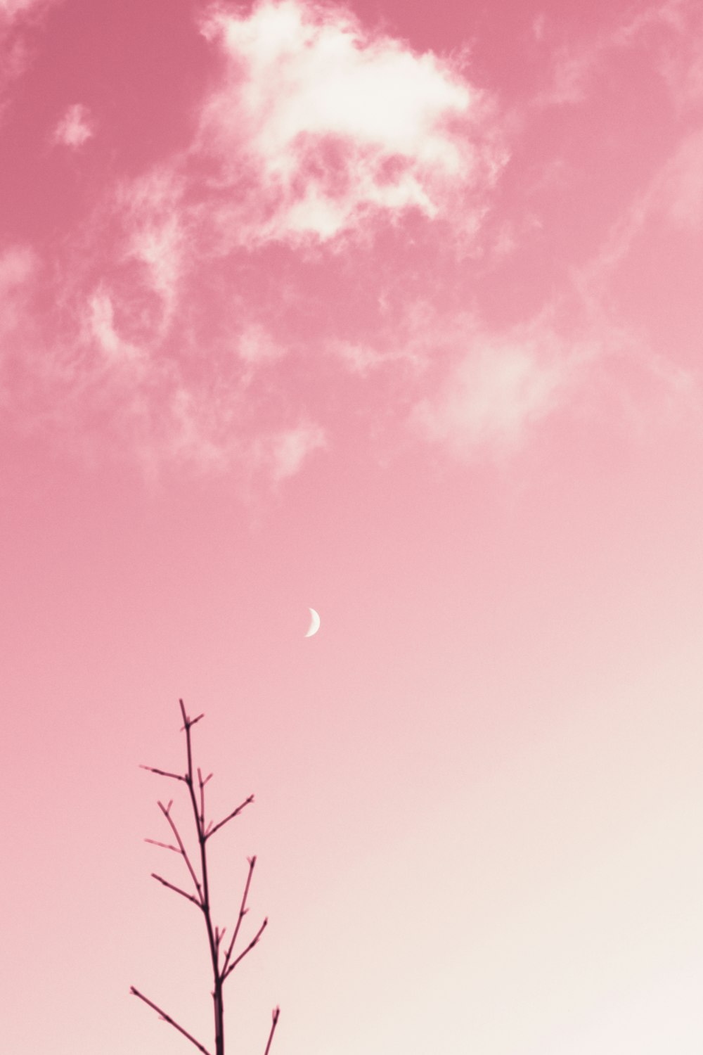 달이 있는 분홍색과 푸른 하늘
