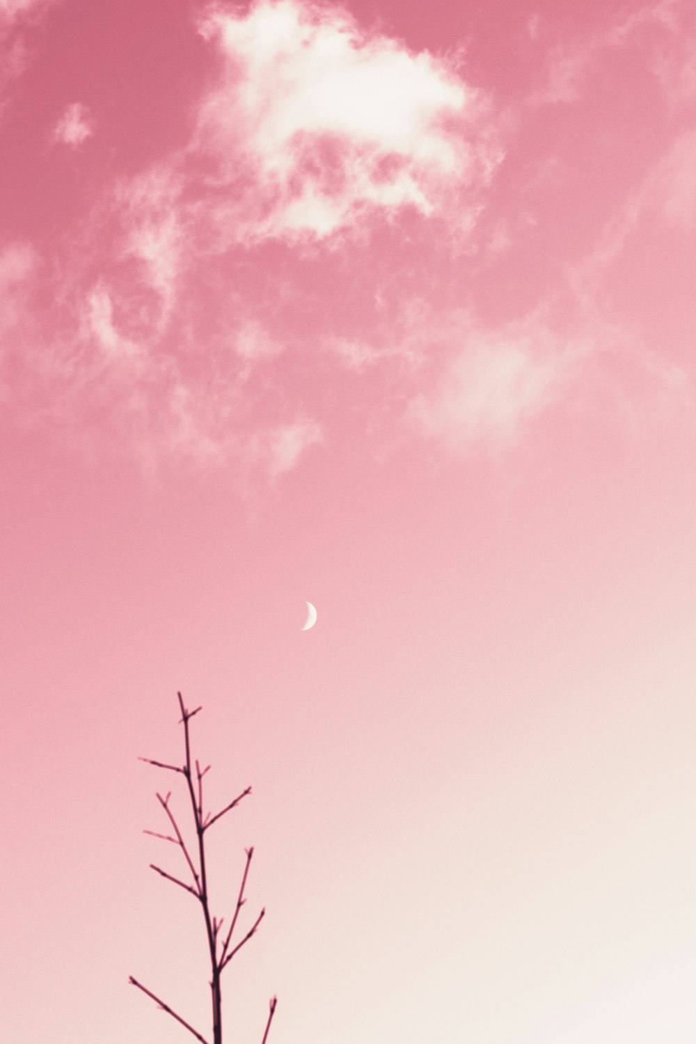 cielo rosa e blu con la luna