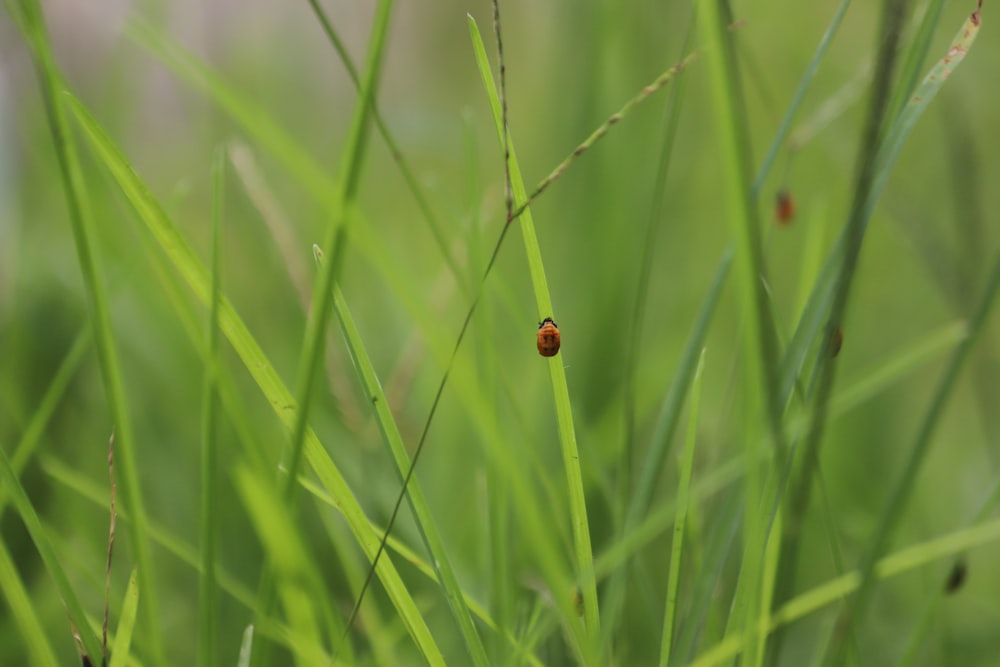 brown ladybug on green grass during daytime