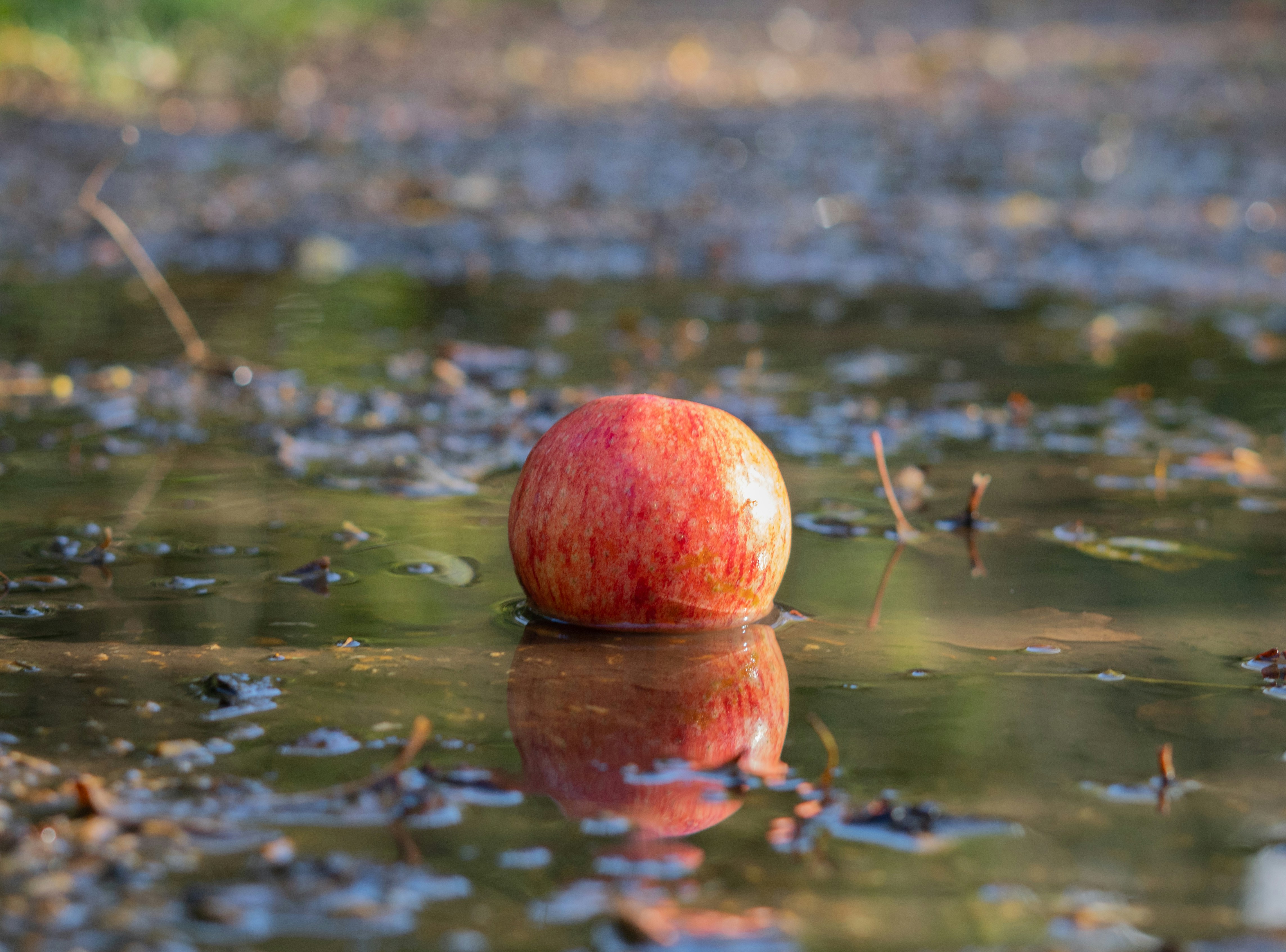 red apple on water during daytime