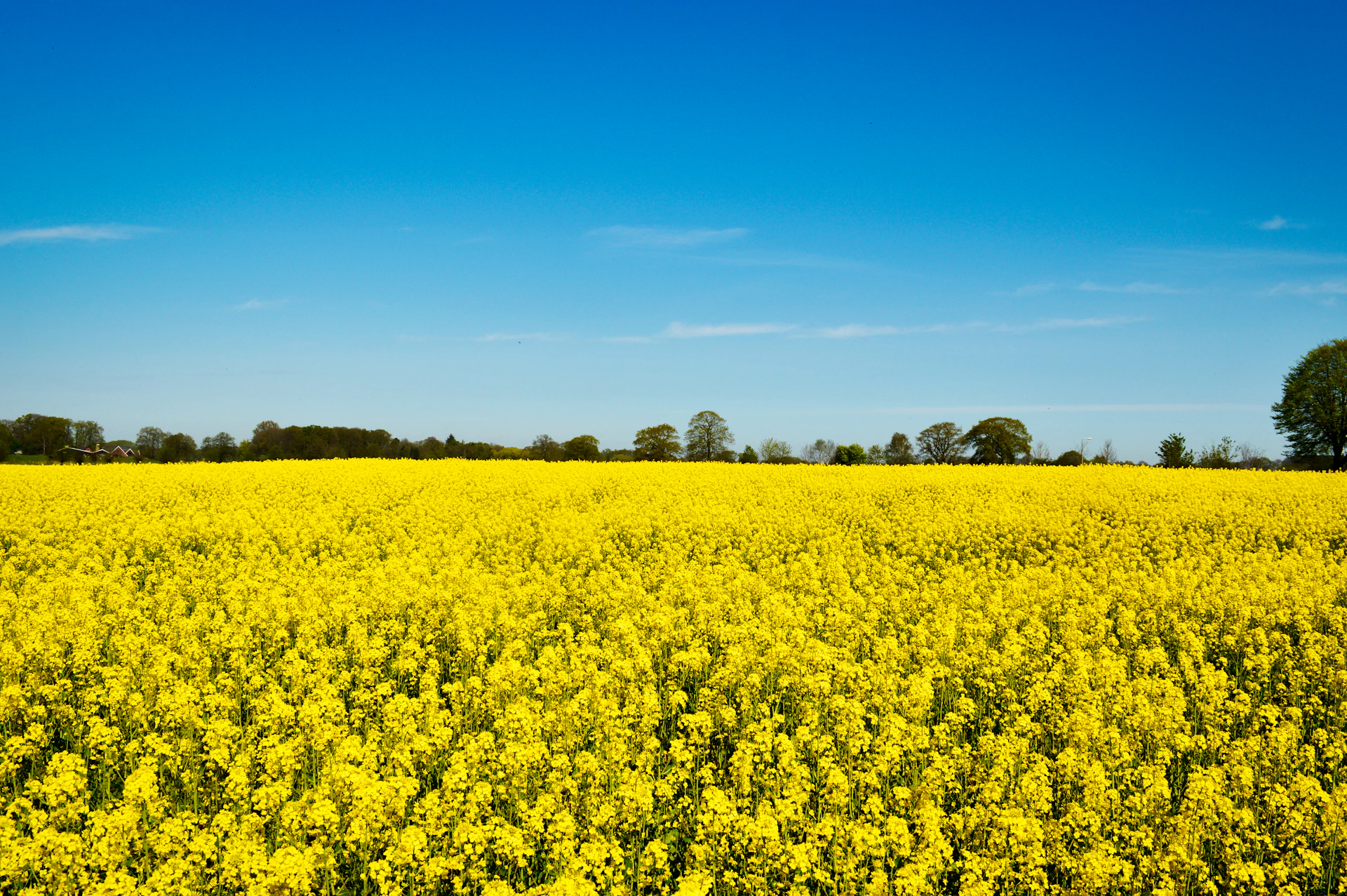 yellow flower field under blue sky during daytime