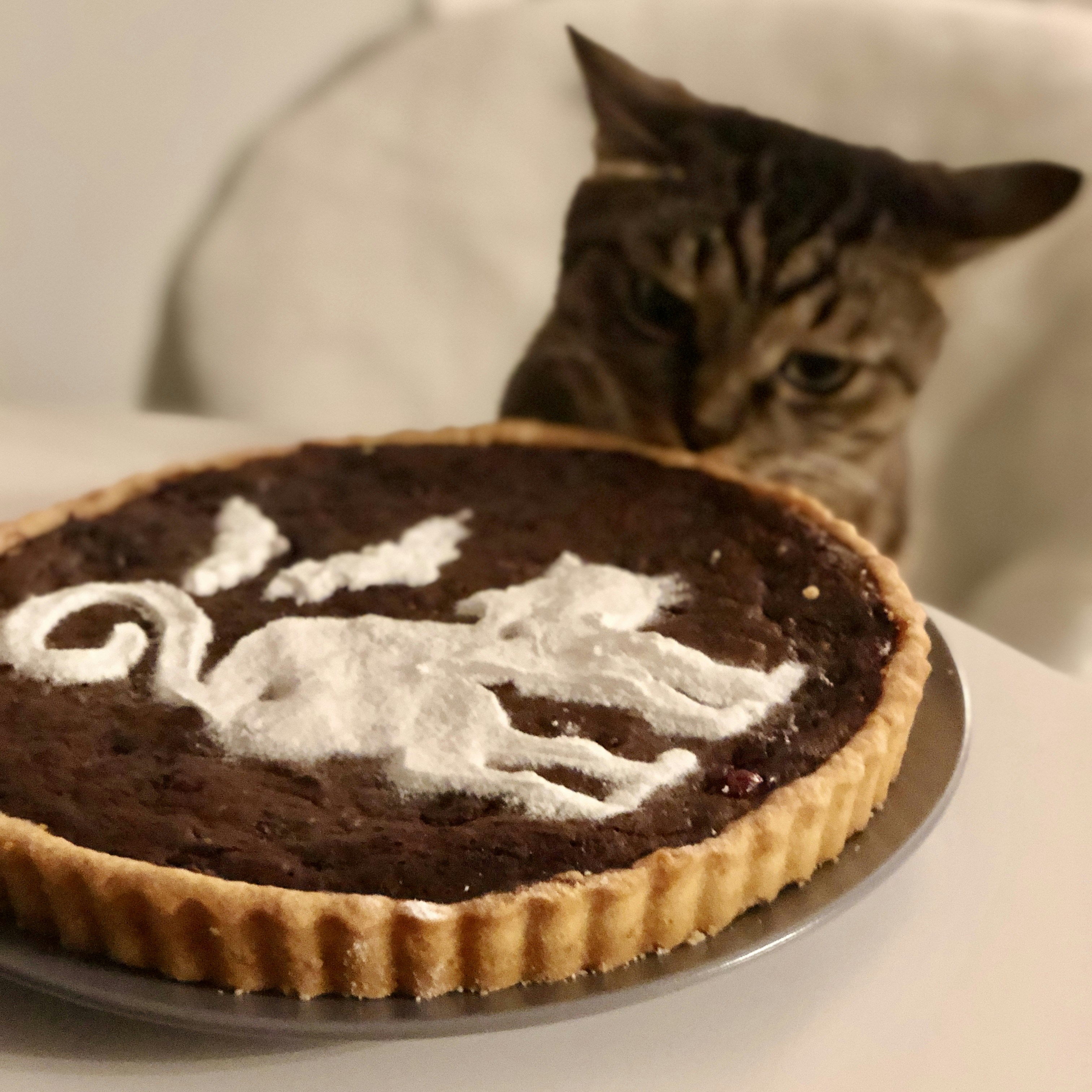 Cat enjoying homemade treats