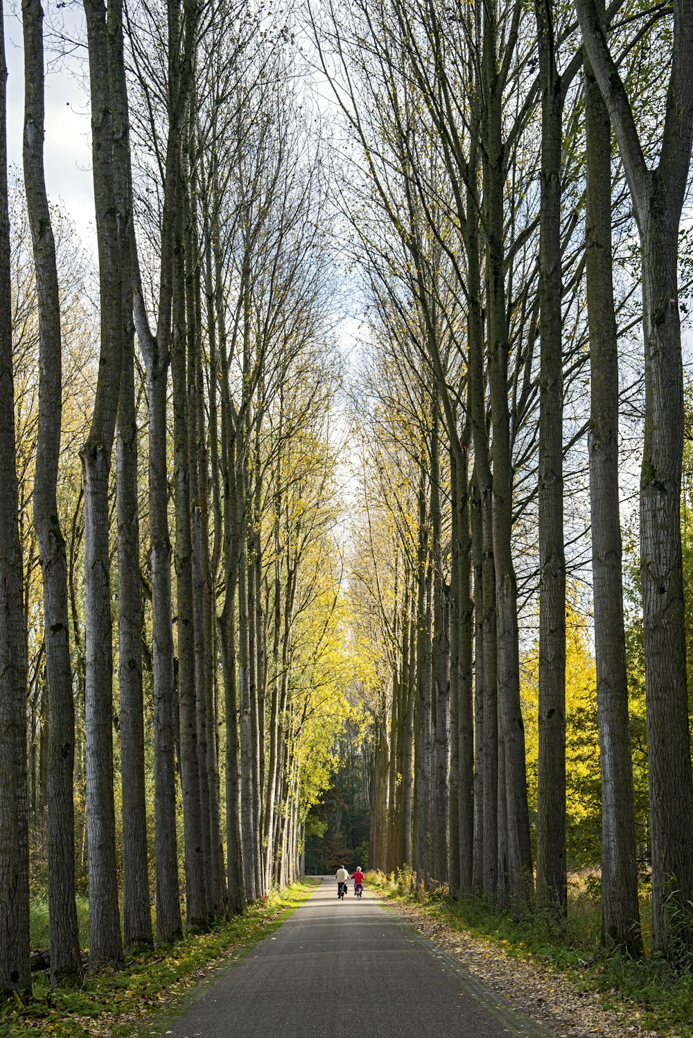 brown bare trees on forest during daytime