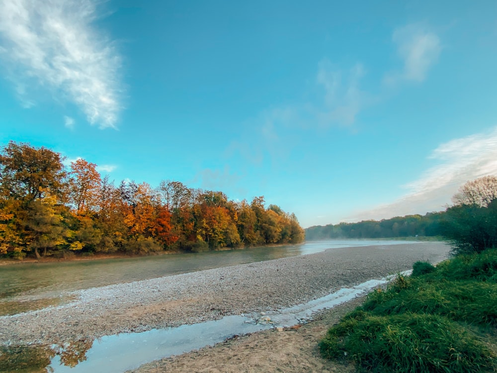 green trees near river under blue sky during daytime