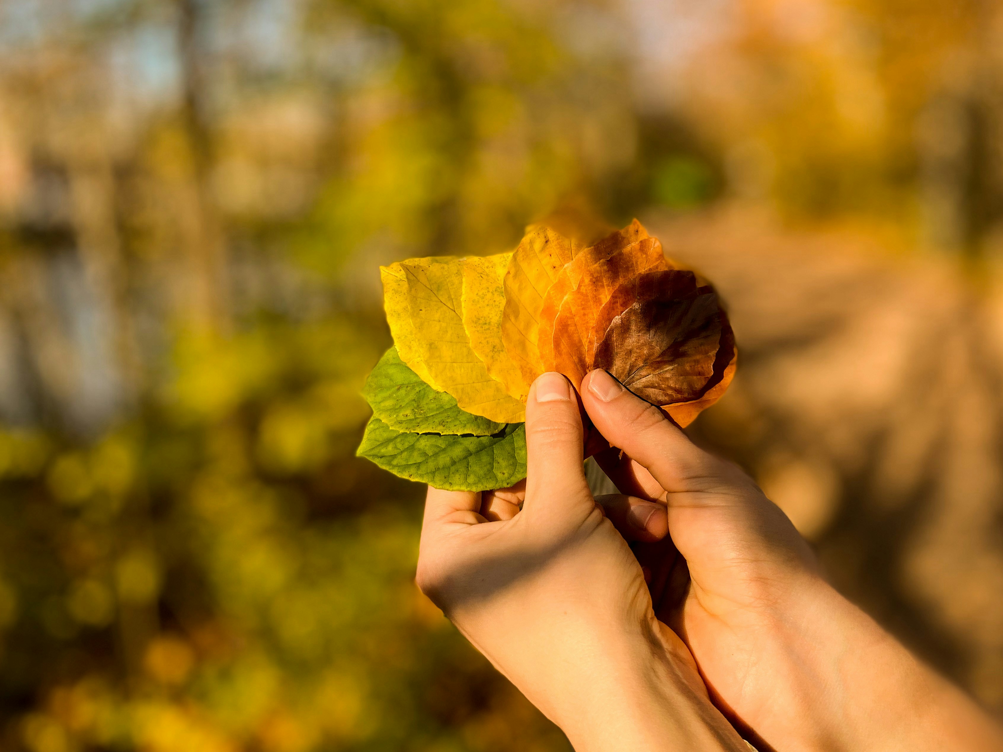 person holding yellow maple leaf