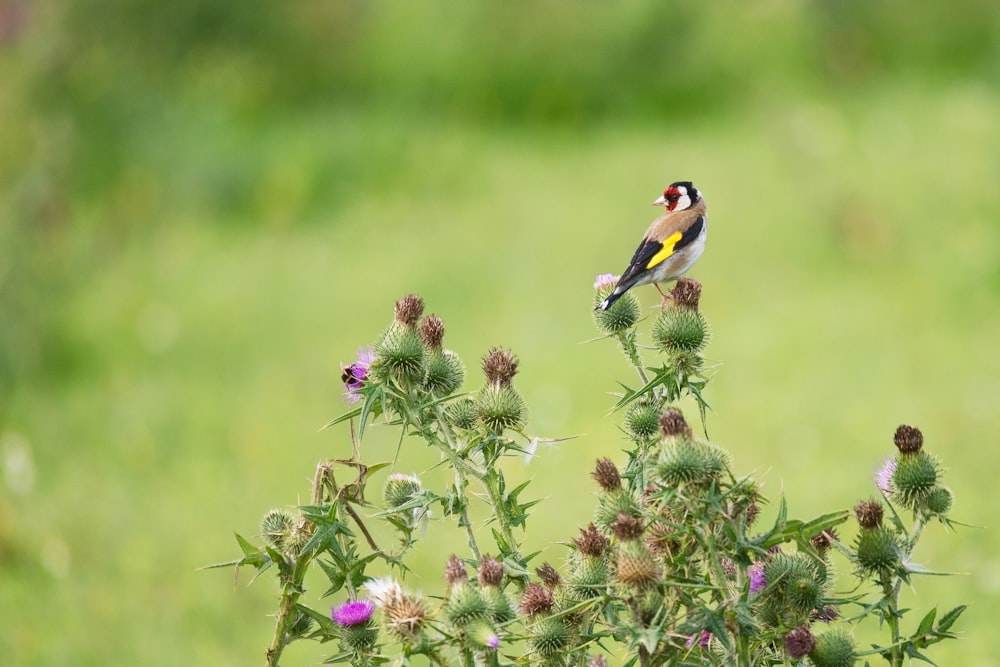 yellow and black bird on purple flower