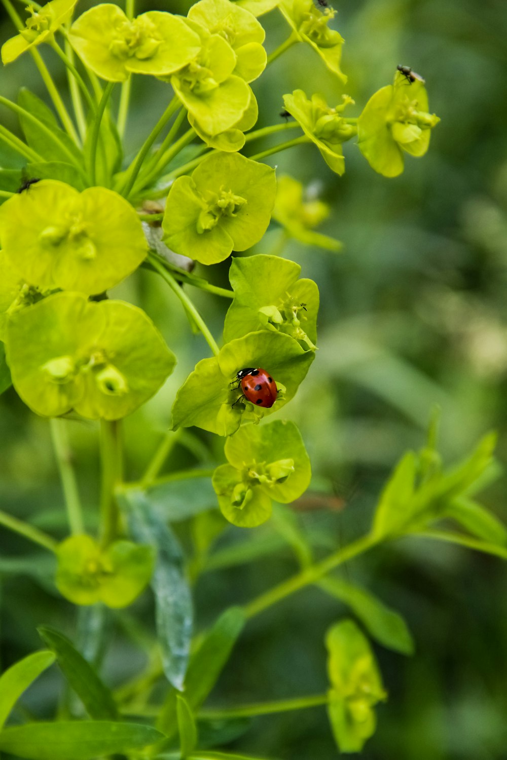 red ladybug perched on yellow flower in close up photography during daytime