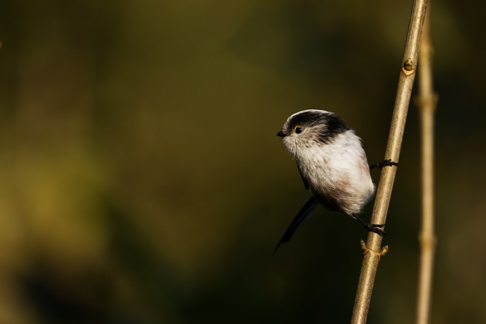 white and black bird on brown wooden stick