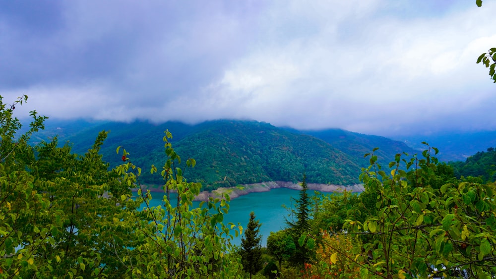 green trees on mountain near body of water during daytime