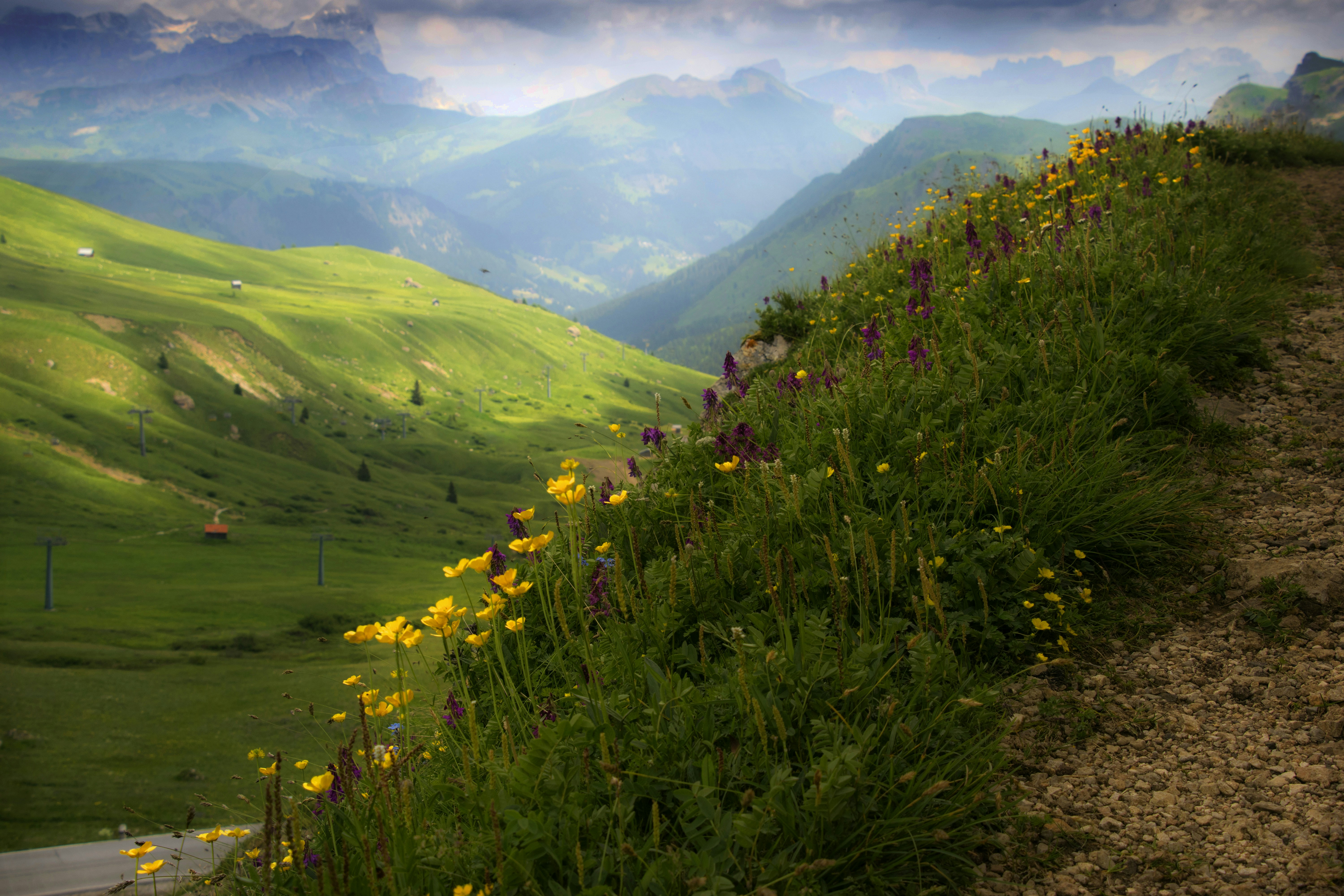 yellow flower field on mountain during daytime