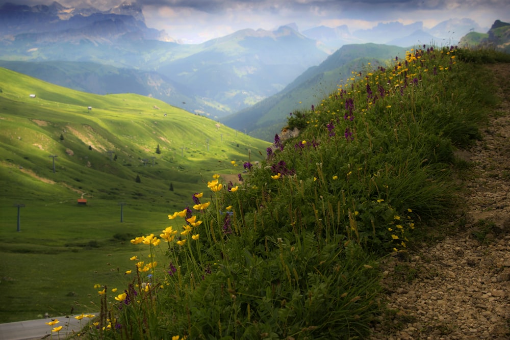 yellow flower field on mountain during daytime