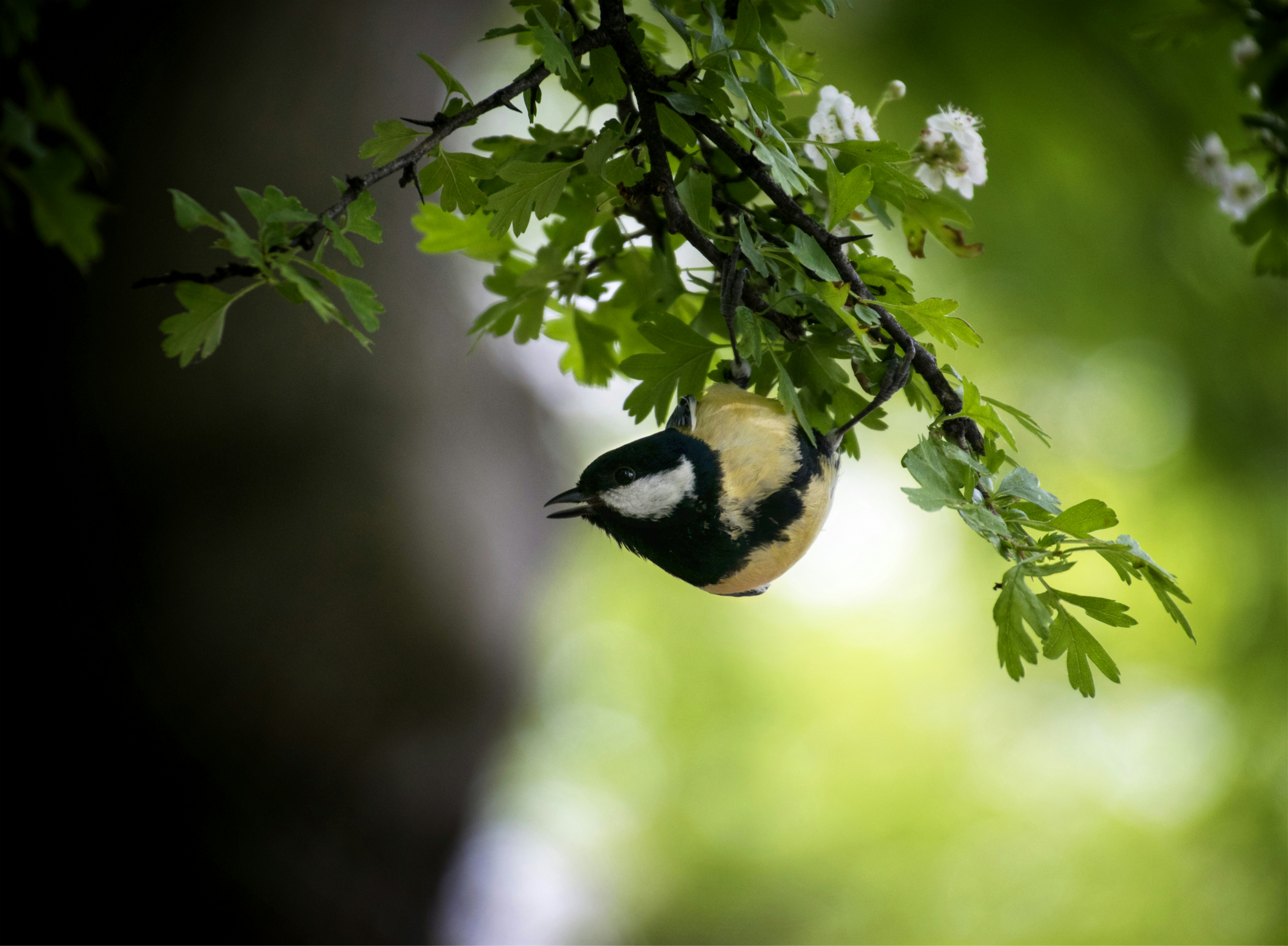 uccello giallo e nero sul ramo dell'albero