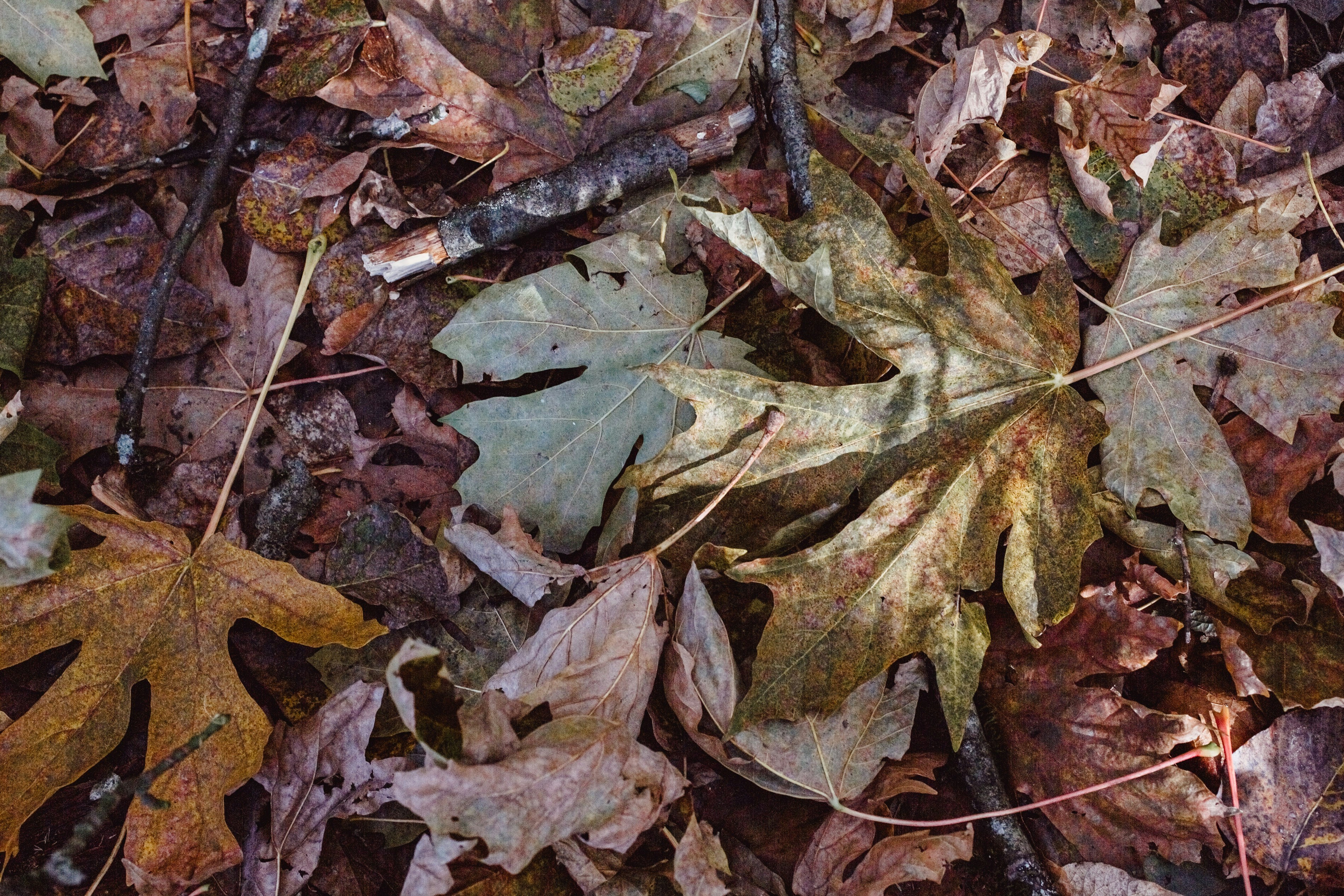 Photo by natureuninterrupted1