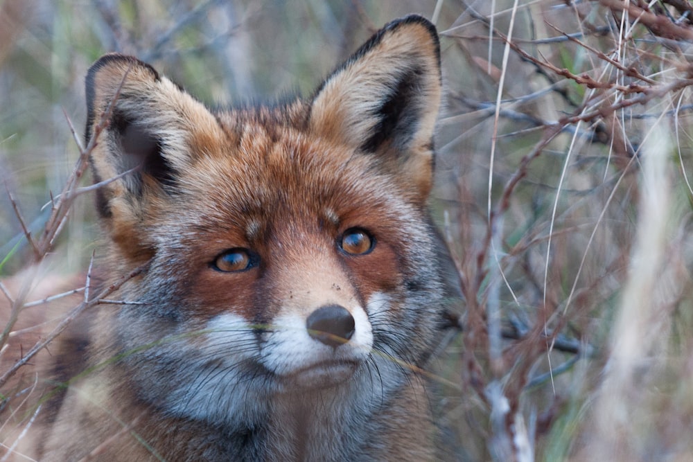 brown and white fox on brown grass during daytime