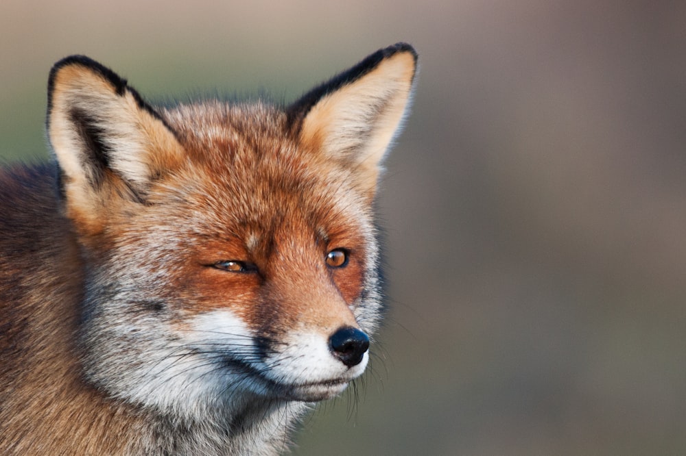 brown fox in close up photography