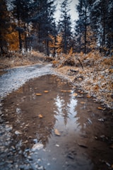 brown dried leaves on the ground