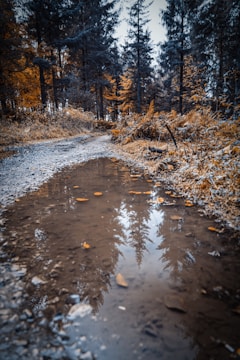 brown dried leaves on the ground