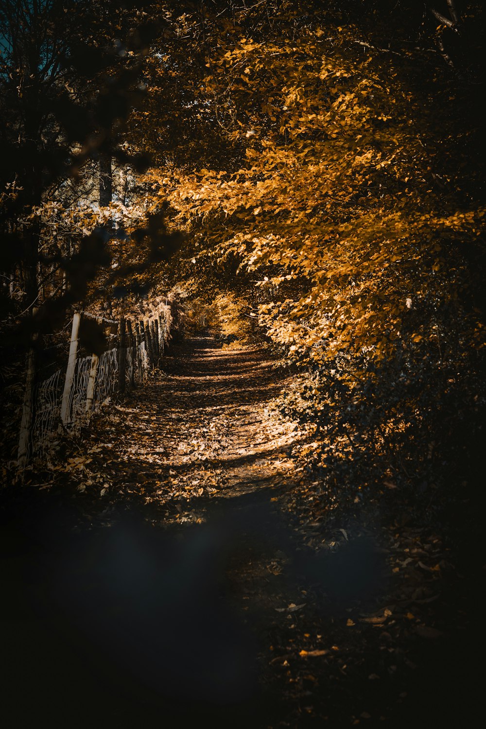 arbres bruns sur le plan d’eau