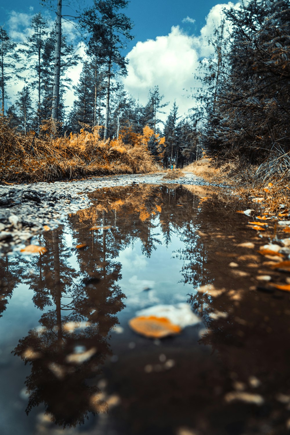 brown trees beside river during daytime