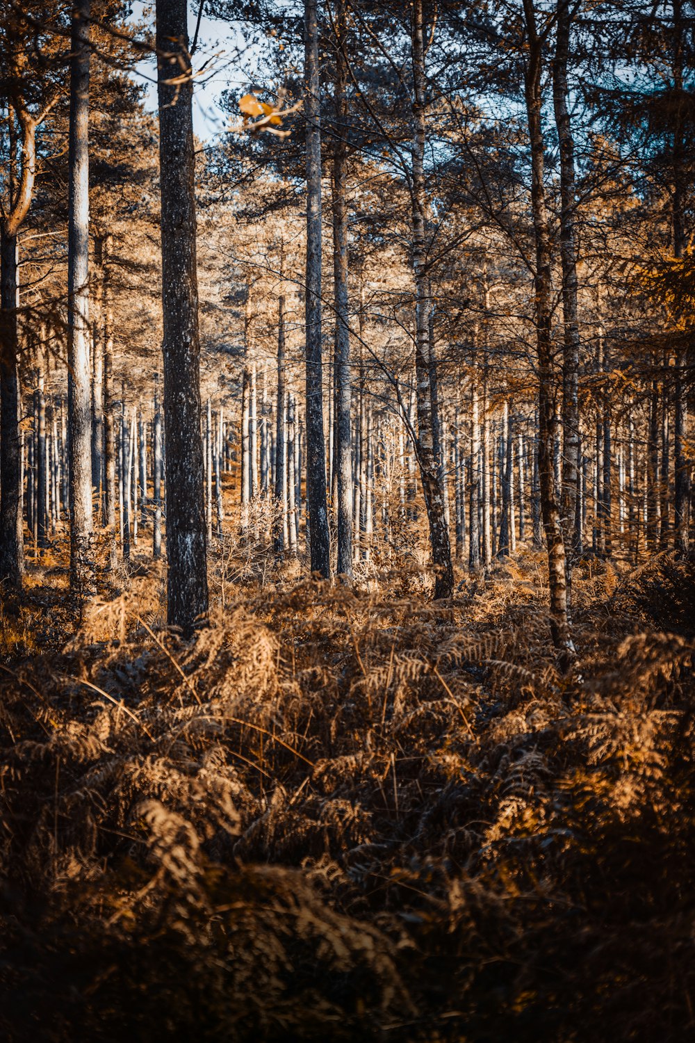 alberi marroni sul campo di erba marrone durante il giorno