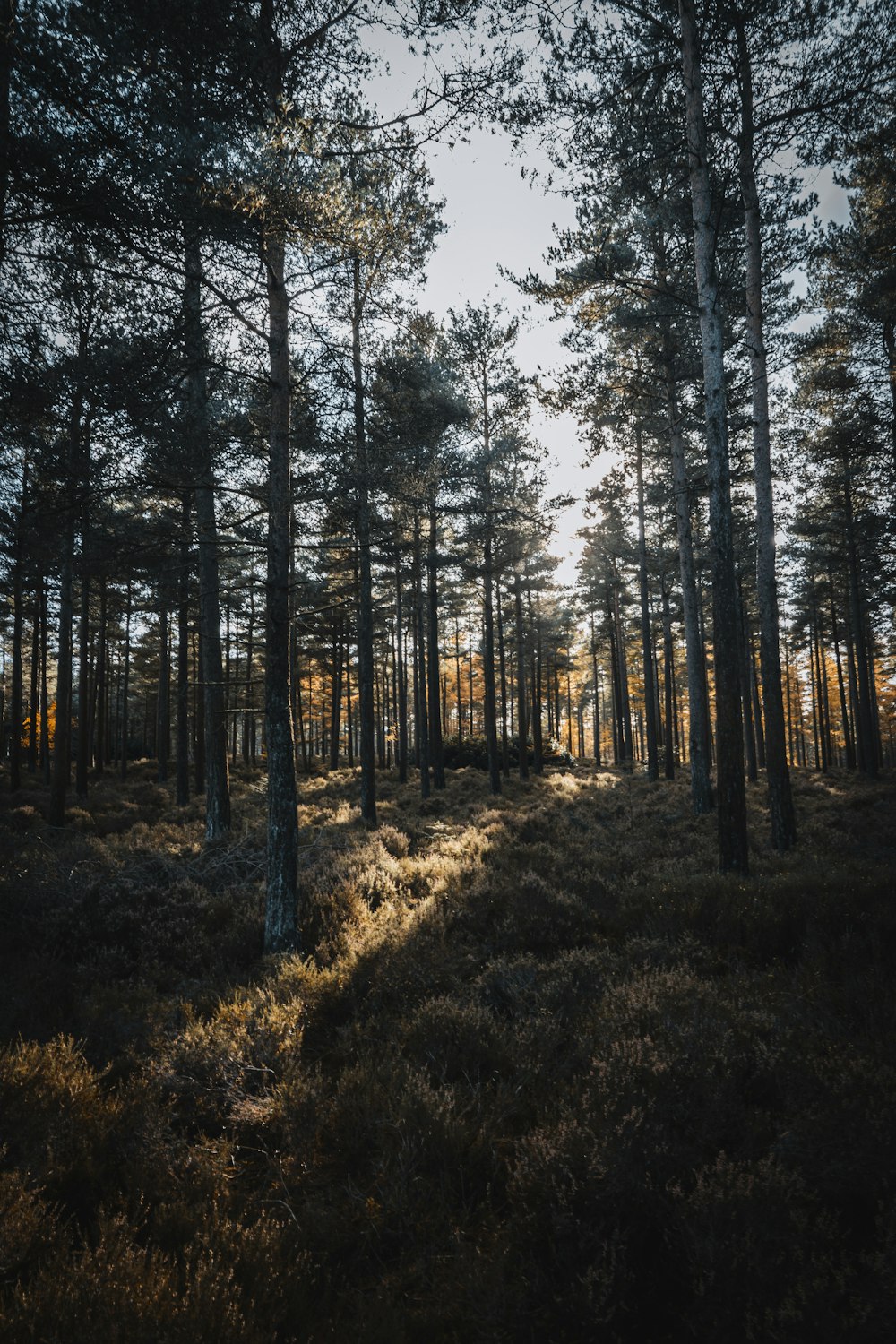 green trees on brown grass field during daytime